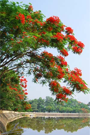 Hoa dừa cạn rủ, hoa dua can ru, hoa Tết, hoa Tet, hạt giống hoa, hoa treo, dạ yến thảo, hoa treo ban công, hoa phong lu, hoa phong lu thao, hoa phong lữ, hoa phong lữ thảo, hạt giống hoa oải hương, bán hạt giống hoa oải hương, hat giong hoa oai huong, hạt giống  chất lượng cao, hat giong hoa , hat giong hoa chat luong cao, hoa trong tham, hoa trong chau,